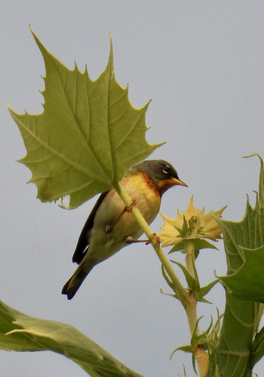 Northern Parula - Tracy Wiczer