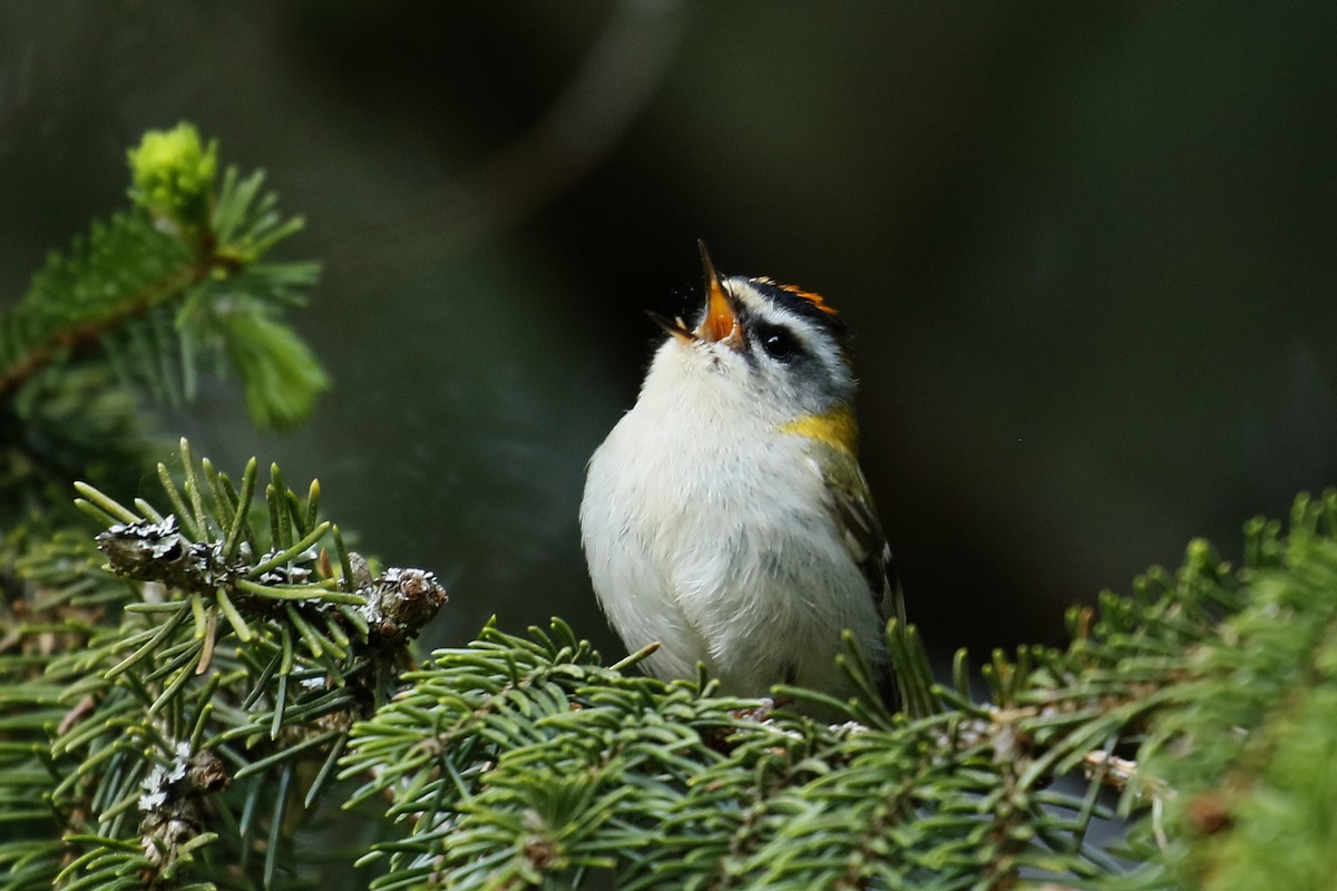 Common Firecrest - Jan Andersson