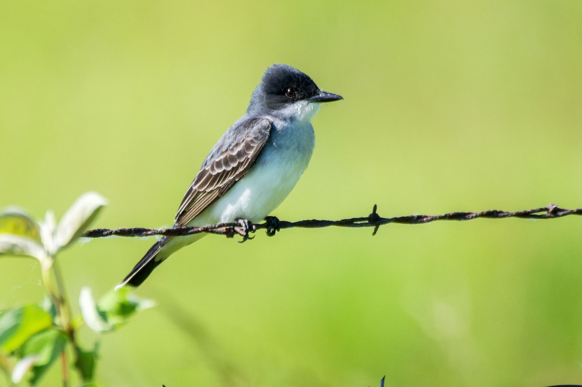 Eastern Kingbird - Dennis Endicott