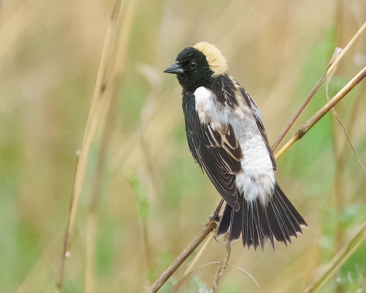 Bobolink - Susan Logan Ward