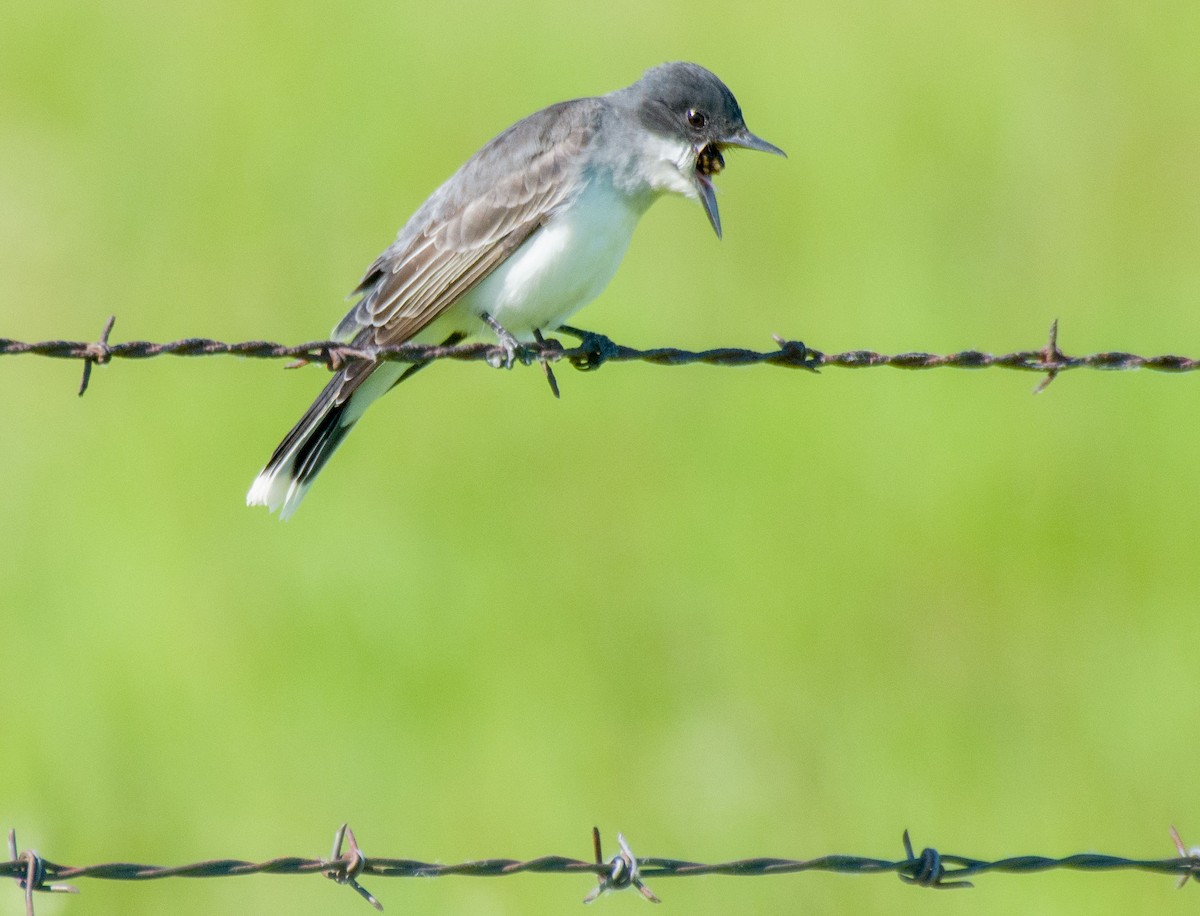 Eastern Kingbird - ML619443385