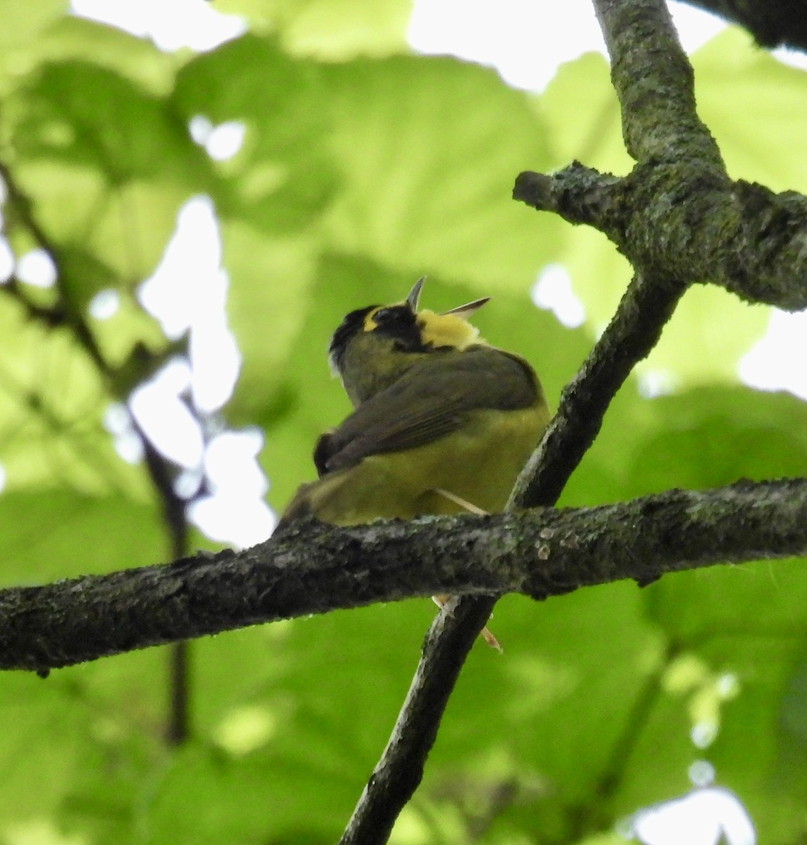 Kentucky Warbler - Tracy Wiczer