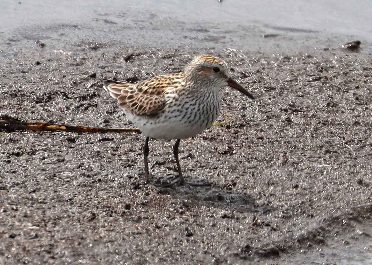 White-rumped Sandpiper - Gary and Jan Small