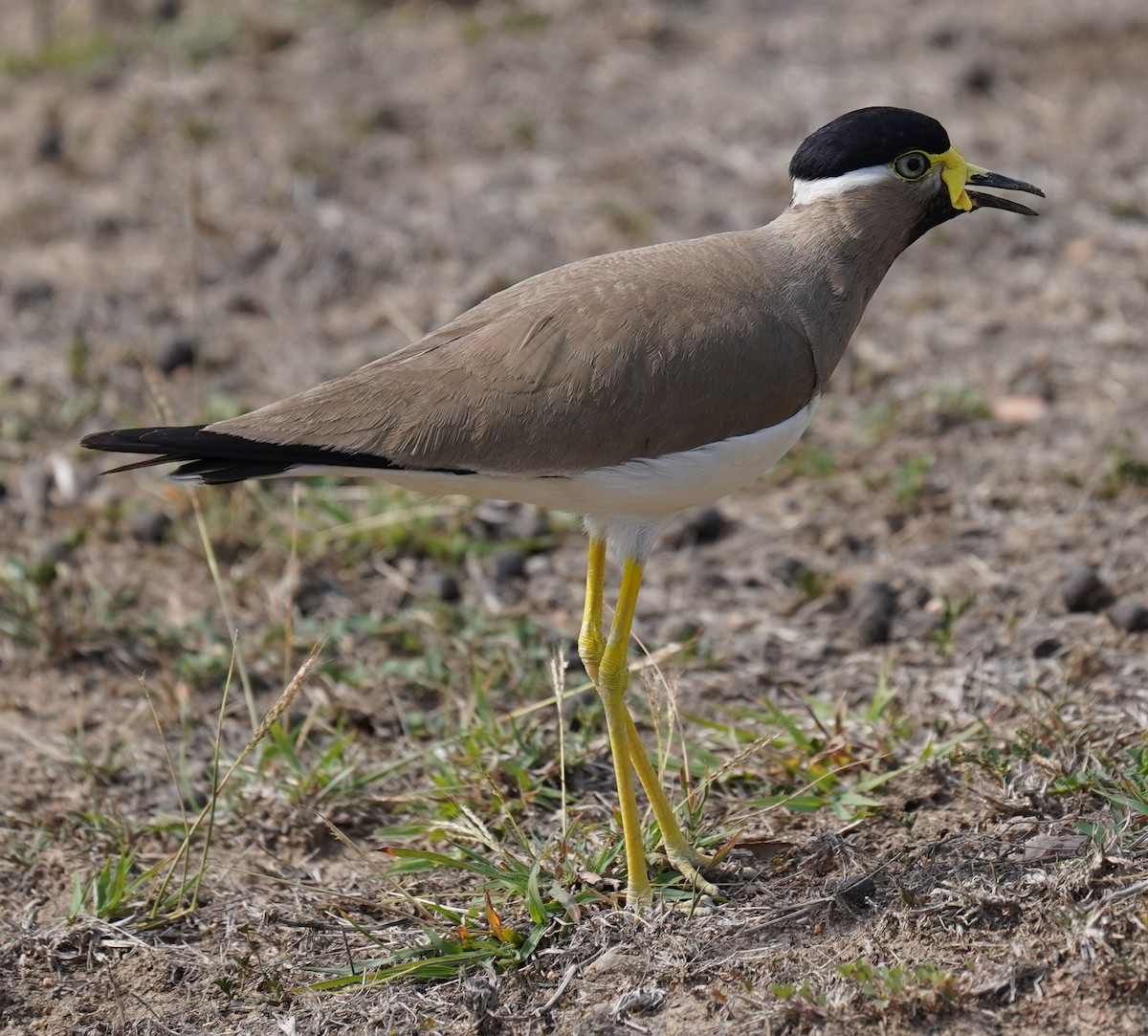 Yellow-wattled Lapwing - chaitanya maringanti