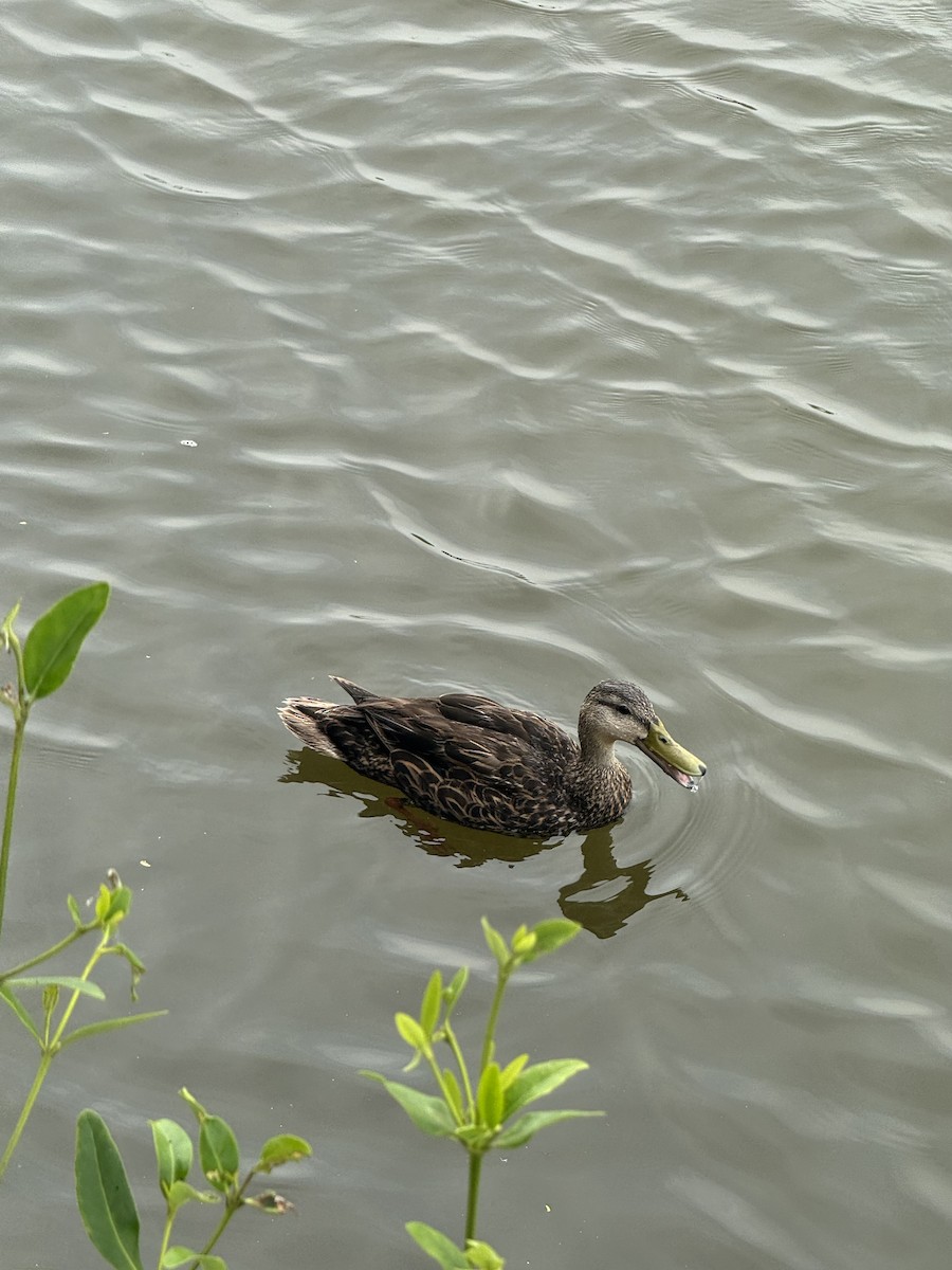 Mottled Duck - ken d