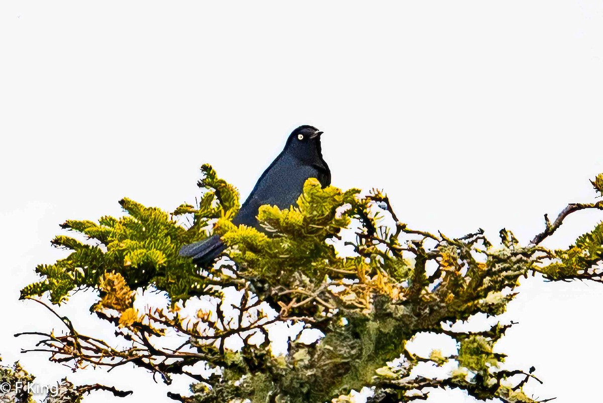 Rusty Blackbird - Frank King