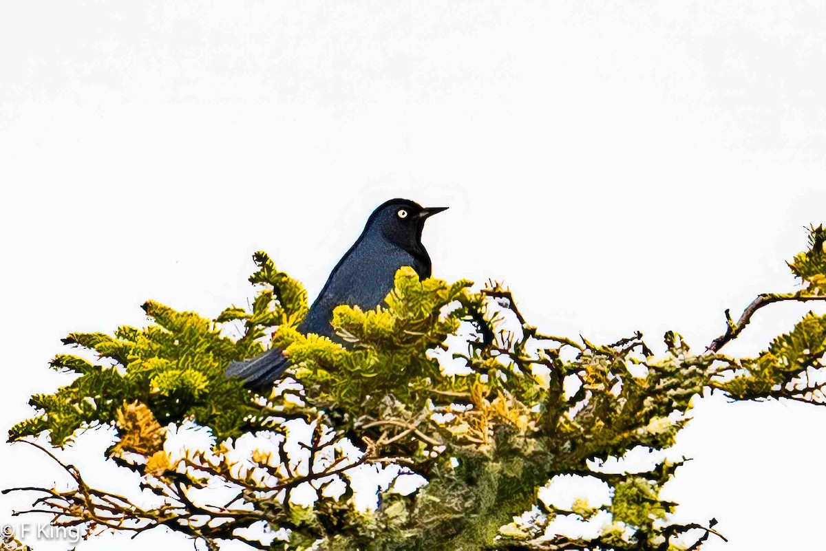 Rusty Blackbird - Frank King