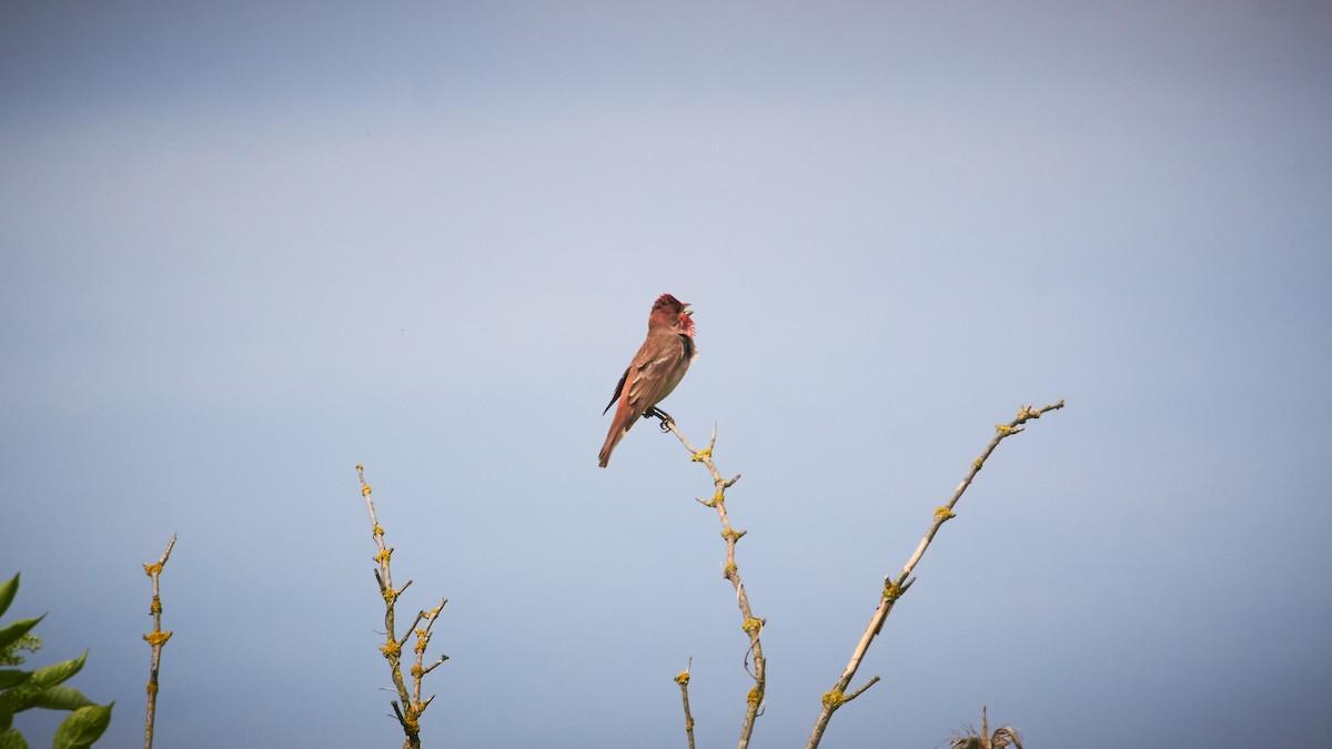 Common Rosefinch - Marcin Filinger