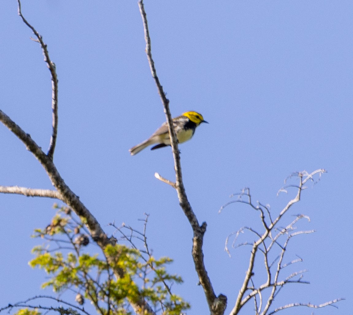 Black-throated Green Warbler - Greg Harrington