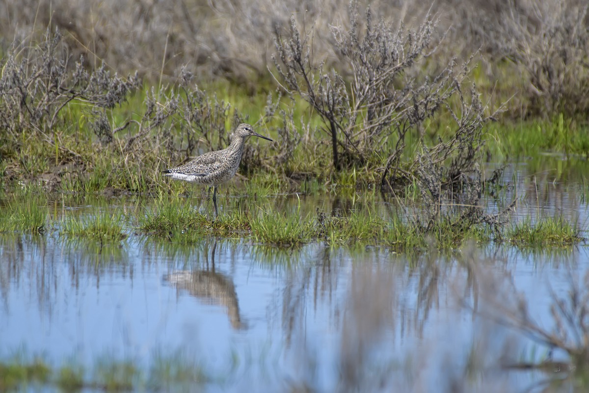 Chevalier semipalmé (inornata) - ML619443438