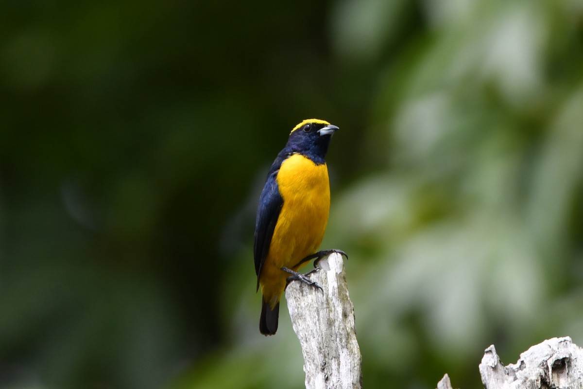 Yellow-crowned Euphonia - Dan Bormann