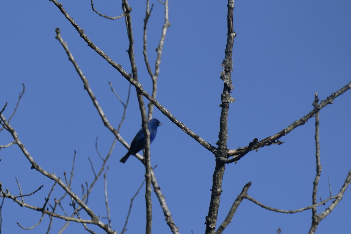 Indigo Bunting - Kazumi Ohira