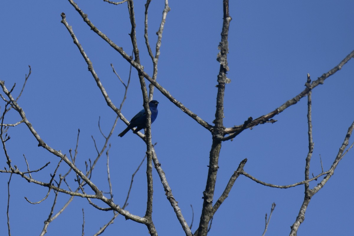 Indigo Bunting - Kazumi Ohira