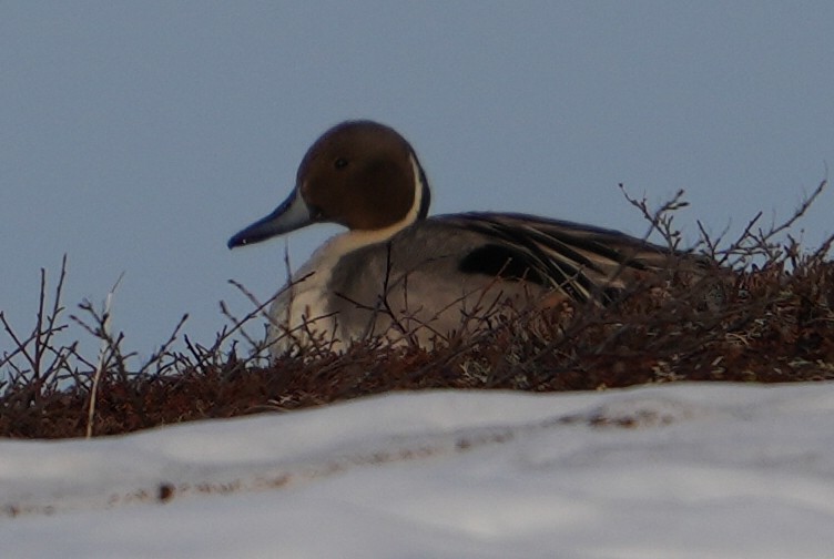 Northern Pintail - Emily Mackevicius