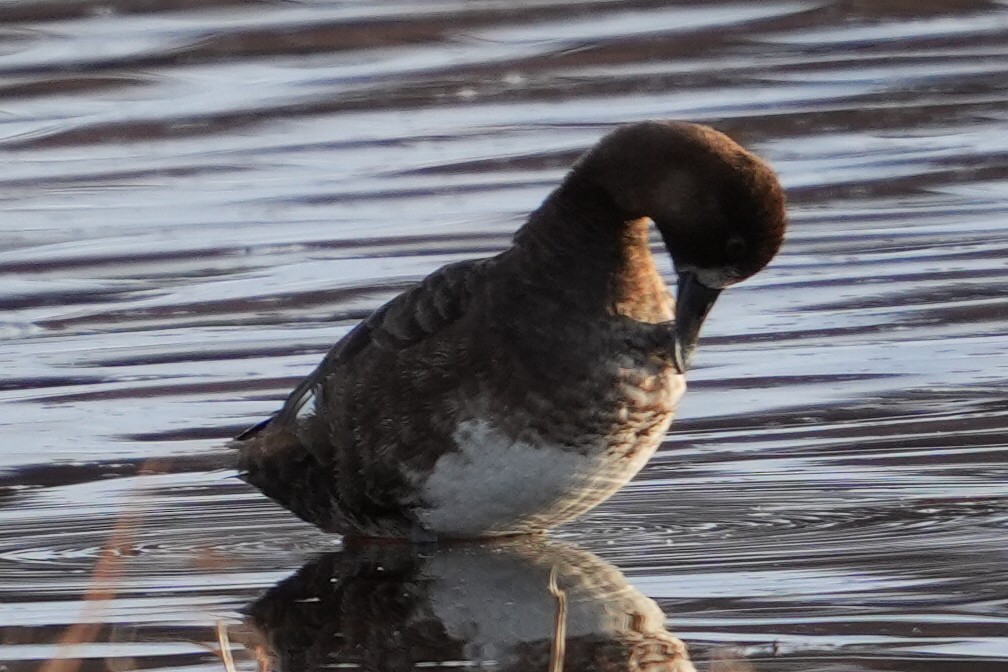 Lesser Scaup - Emily Mackevicius