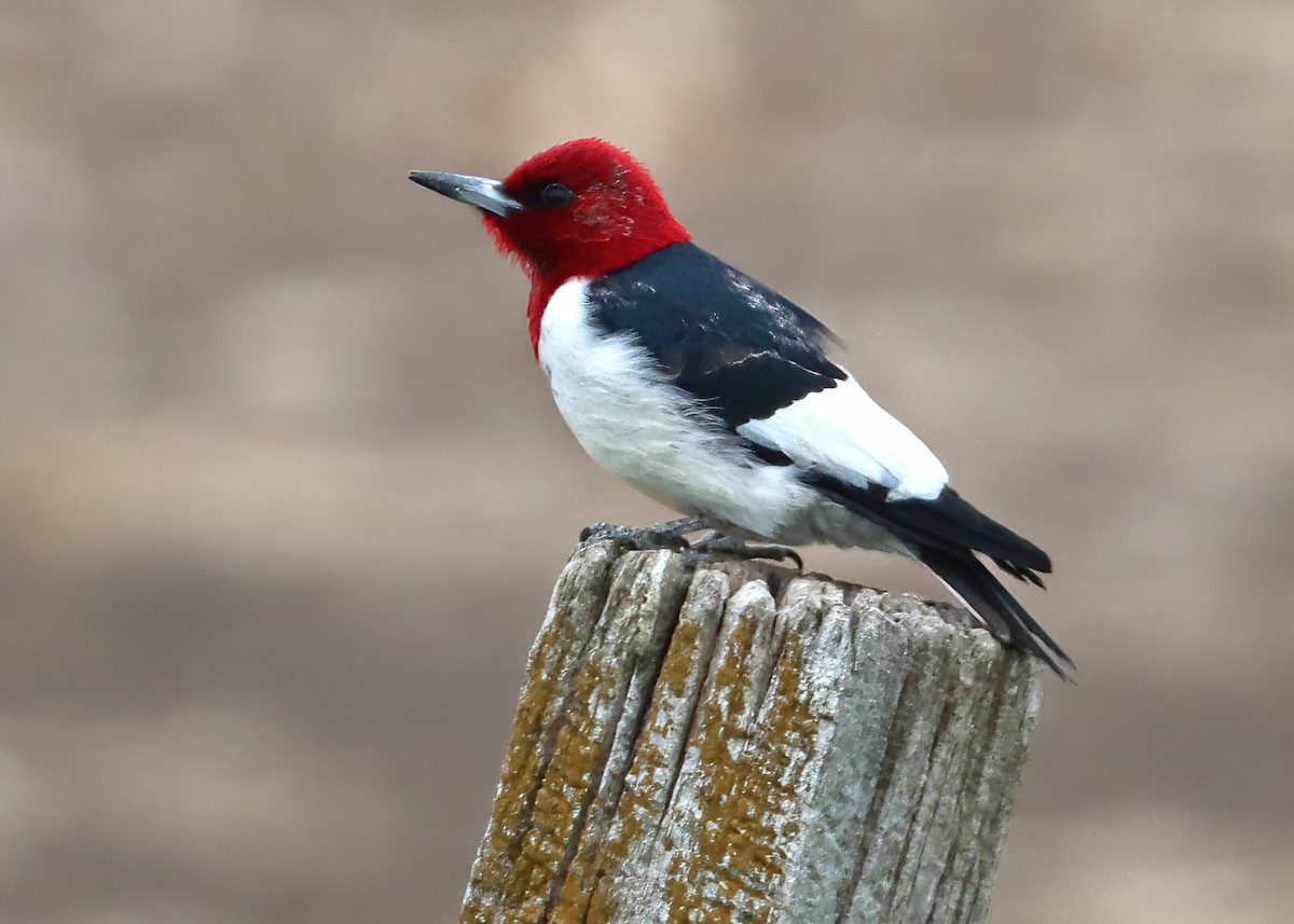 Red-headed Woodpecker - Gary and Jan Small