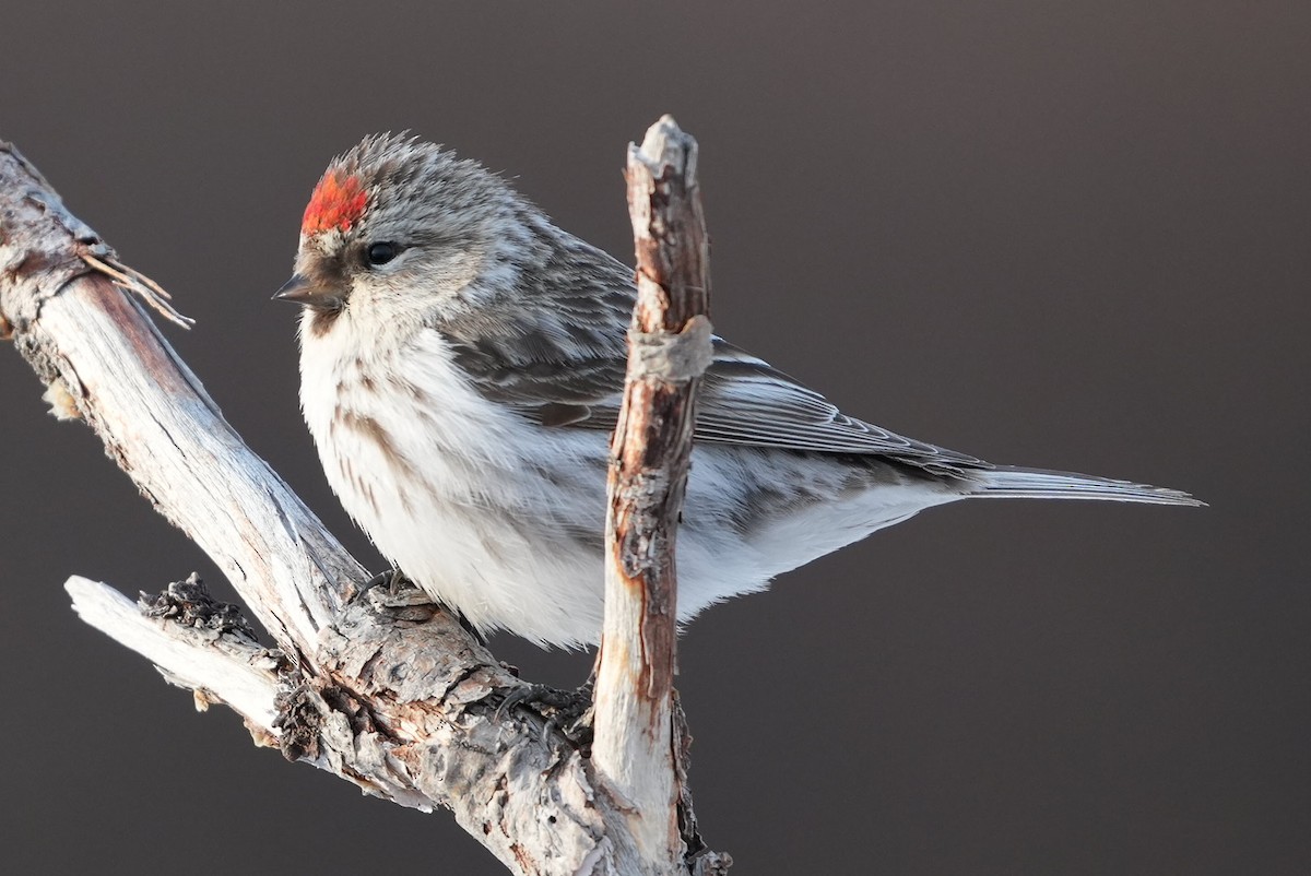 Hoary Redpoll - ML619443488