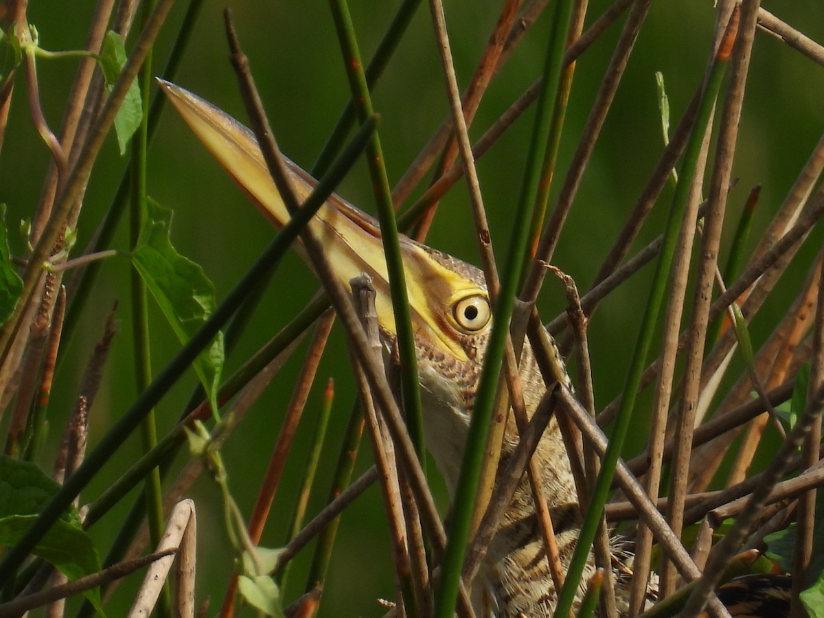 Pinnated Bittern - ML619443497