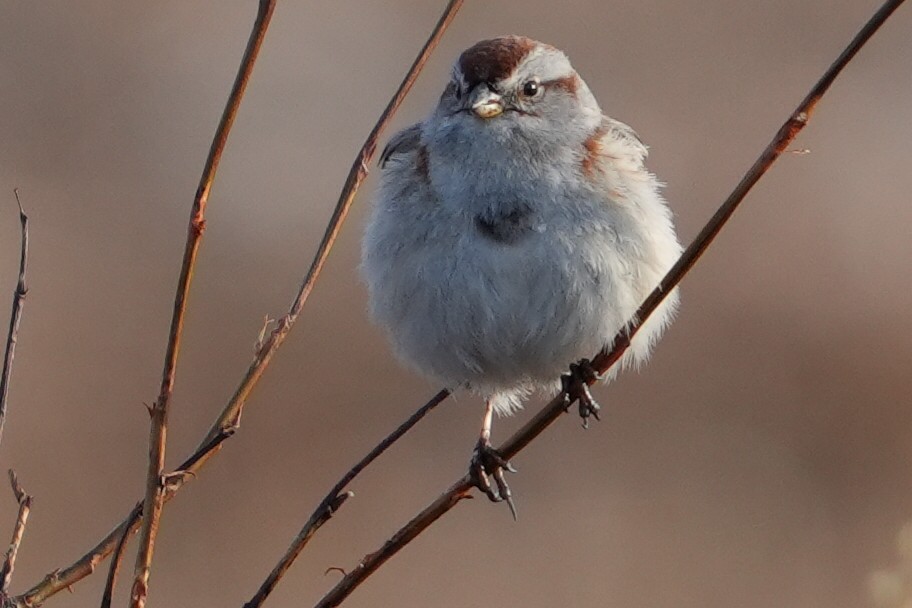 American Tree Sparrow - Emily Mackevicius