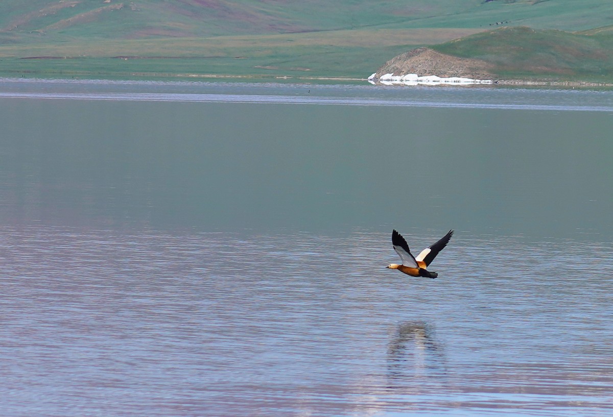 Ruddy Shelduck - ML619443506