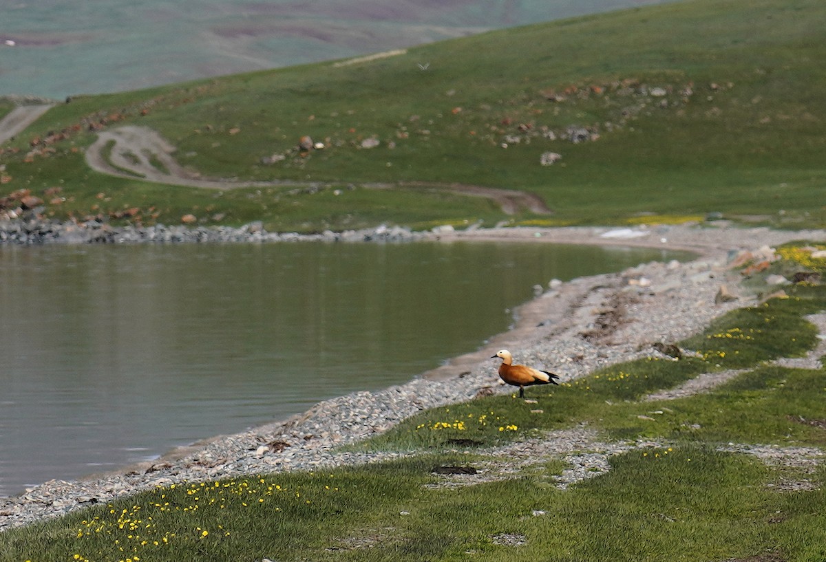 Ruddy Shelduck - ML619443507