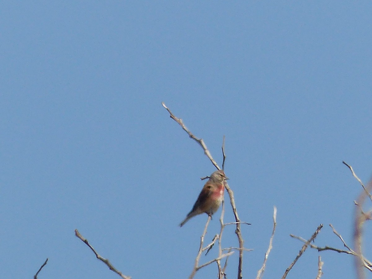 Eurasian Linnet - Jorge López Álvarez