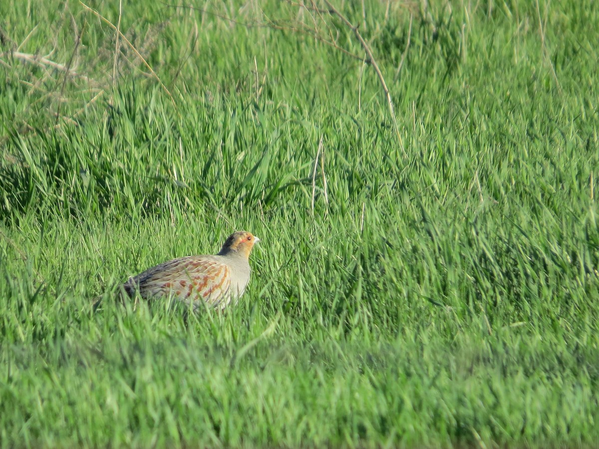 Gray Partridge - Michael David