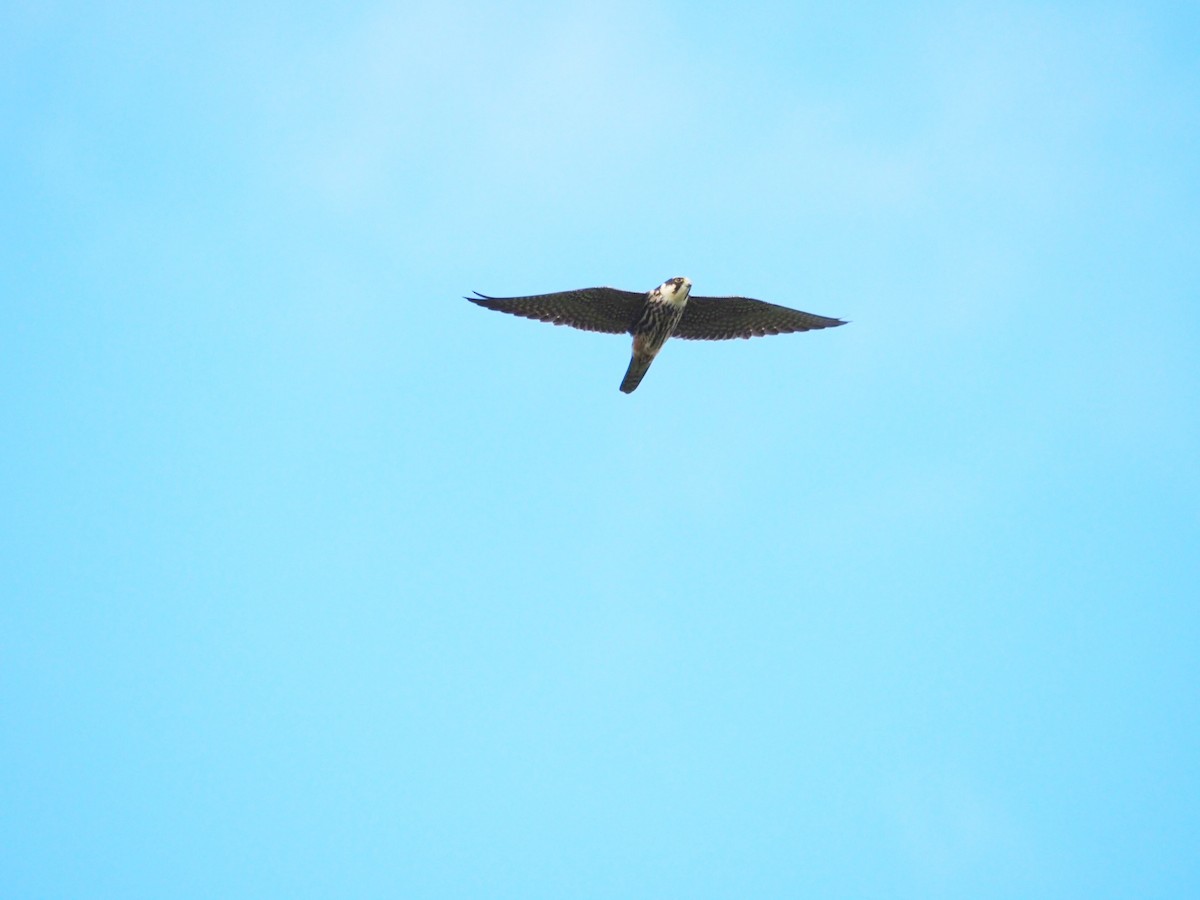 Eurasian Hobby - Radek Preisler