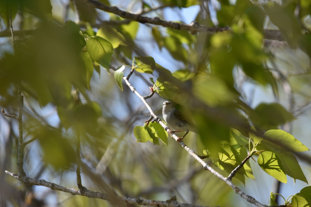 Tennessee Warbler - Ben Stubbs