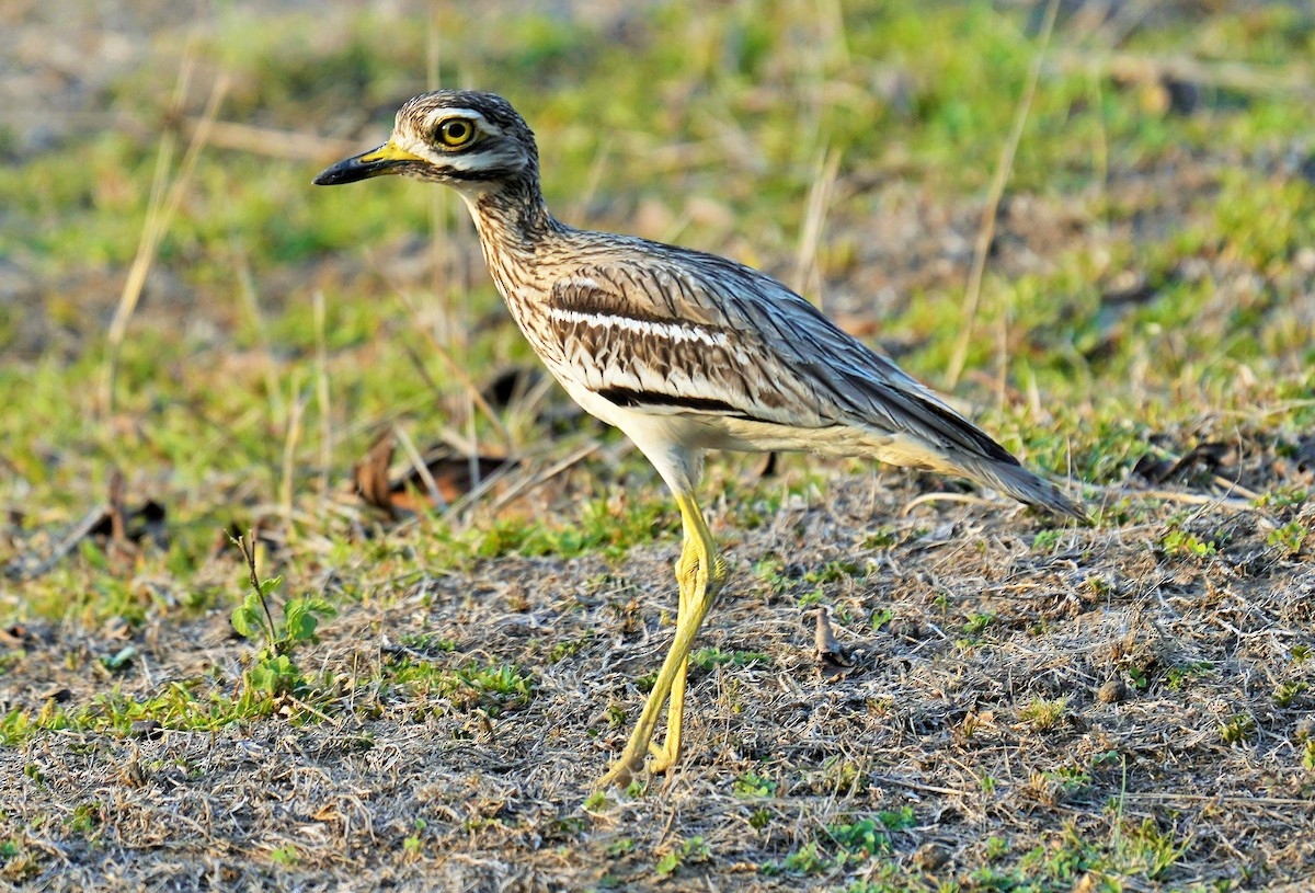 Indian Thick-knee - chaitanya maringanti