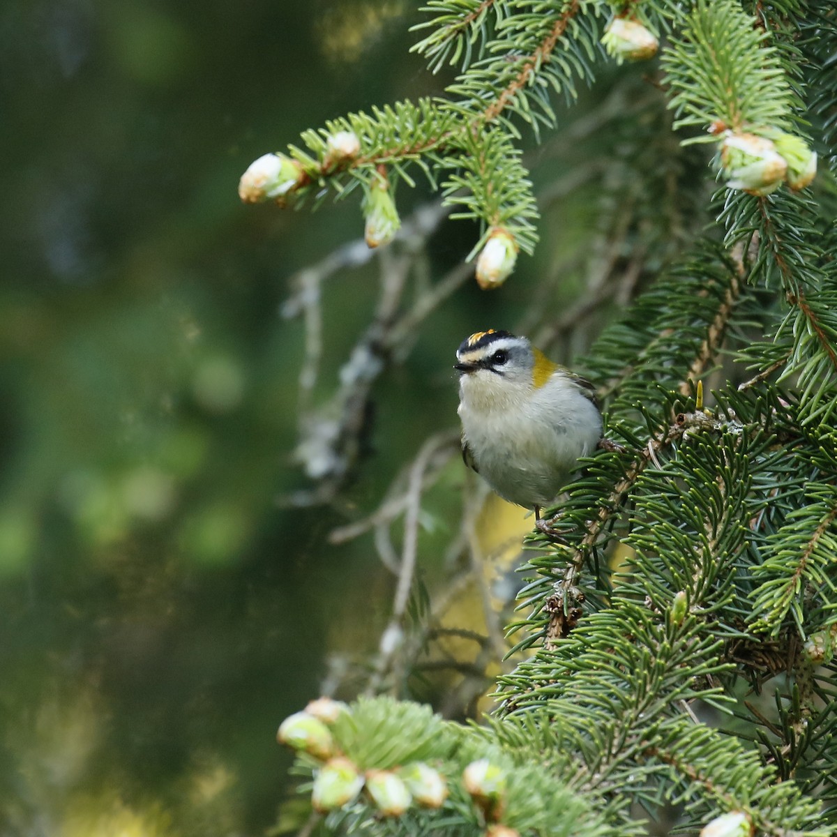 Common Firecrest - Jan Andersson