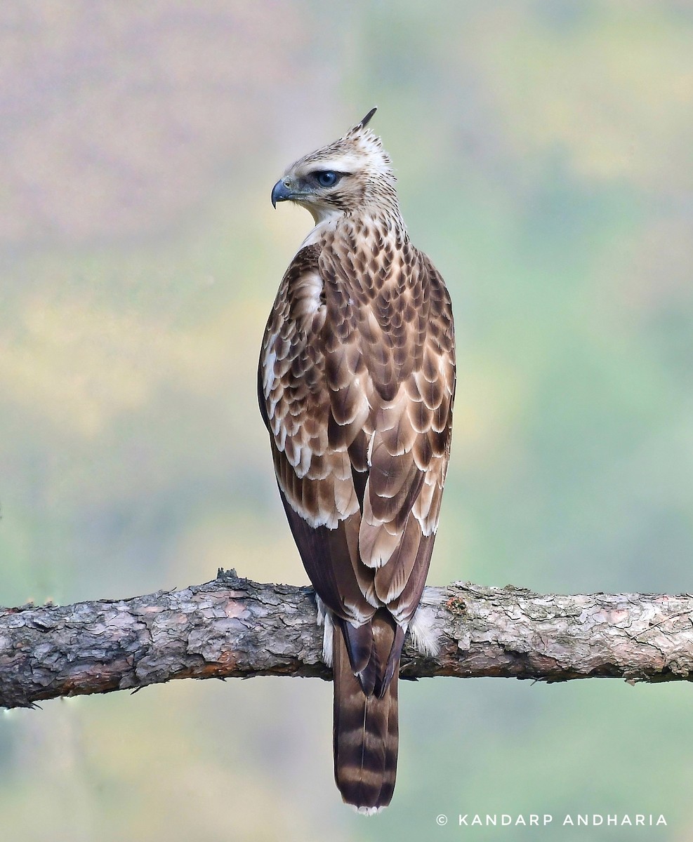Mountain Hawk-Eagle - Kandarp  Andharia
