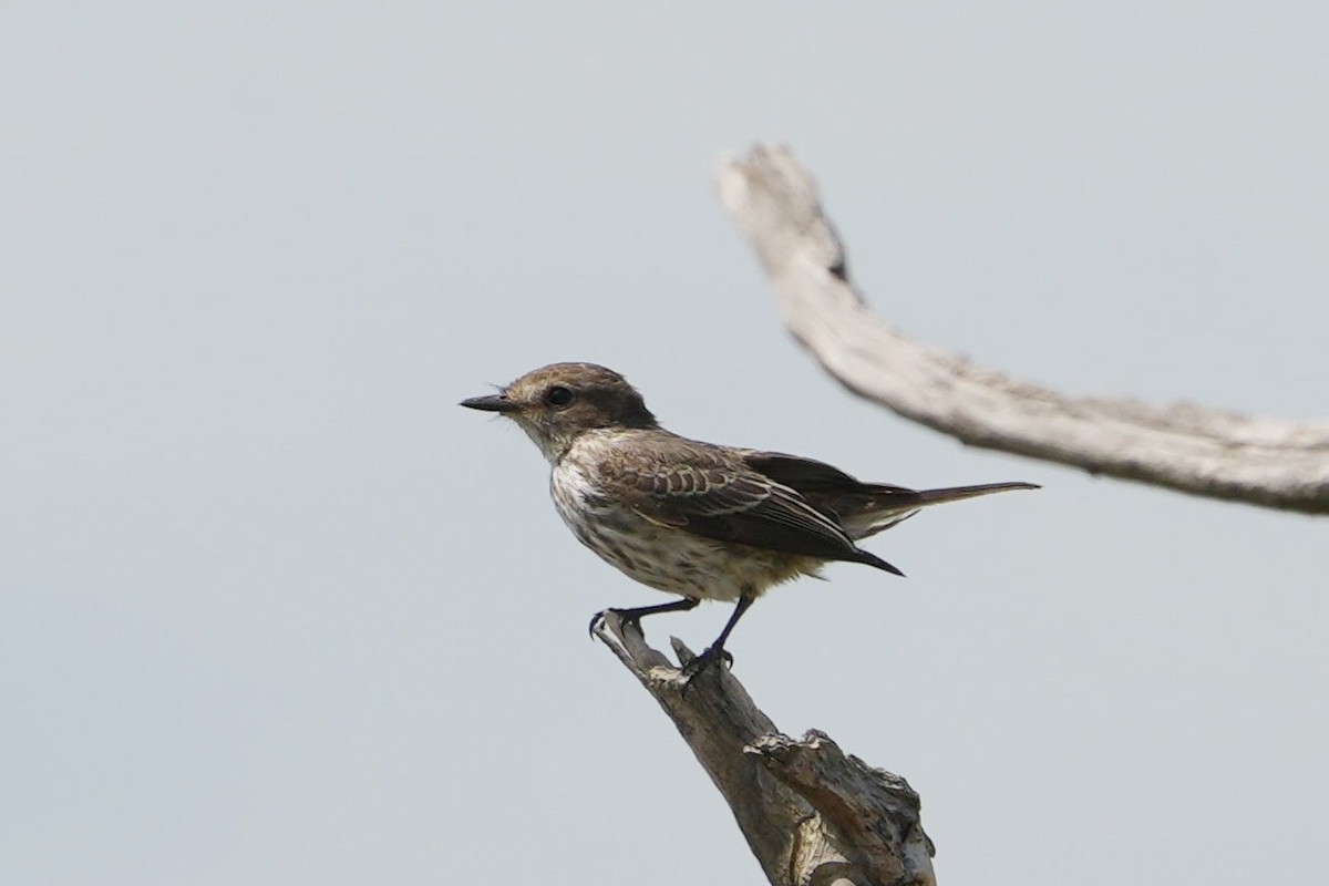 Vermilion Flycatcher - Jorge Claudio Schlemmer