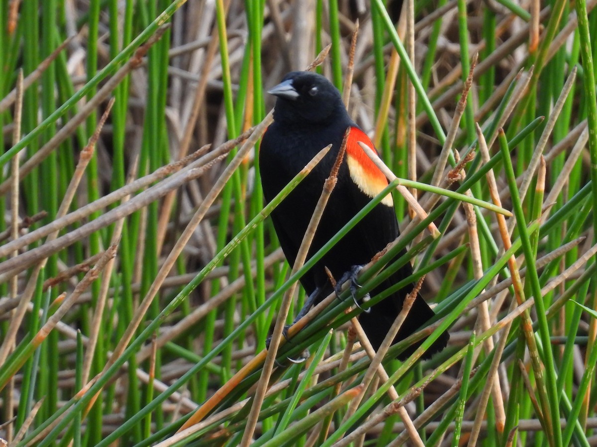 Red-winged Blackbird - Johser Nature