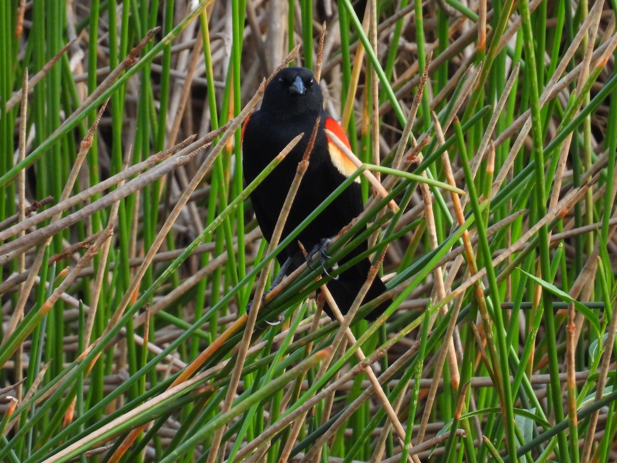 Red-winged Blackbird - Johser Nature