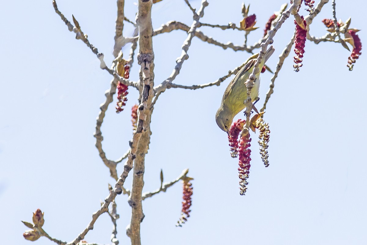 Orange-crowned Warbler - Richard Teller