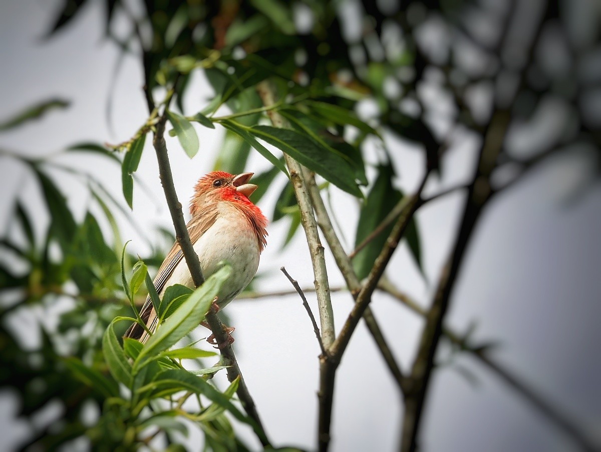 Common Rosefinch - Radek Preisler