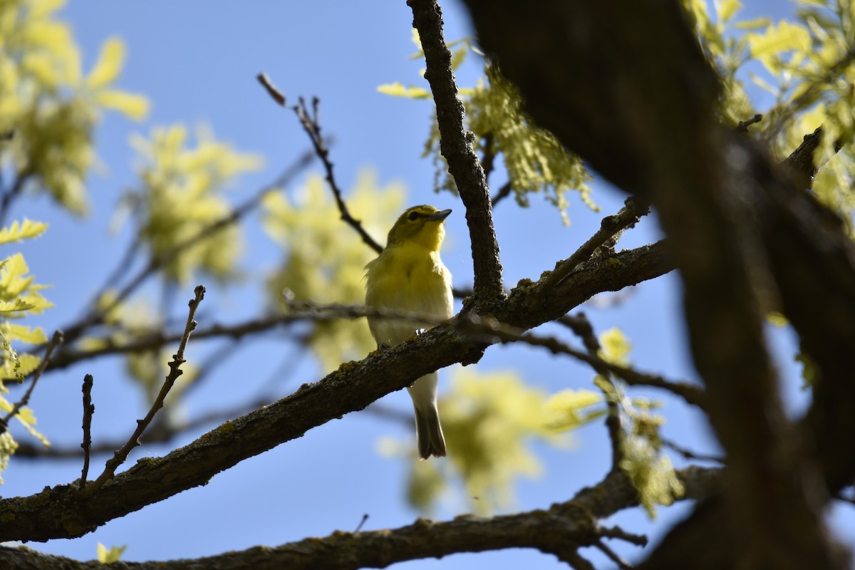 Yellow-throated Vireo - Ben Stubbs