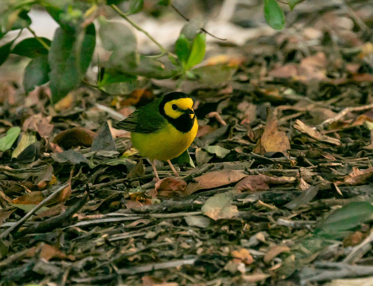 Hooded Warbler - Damon Haan