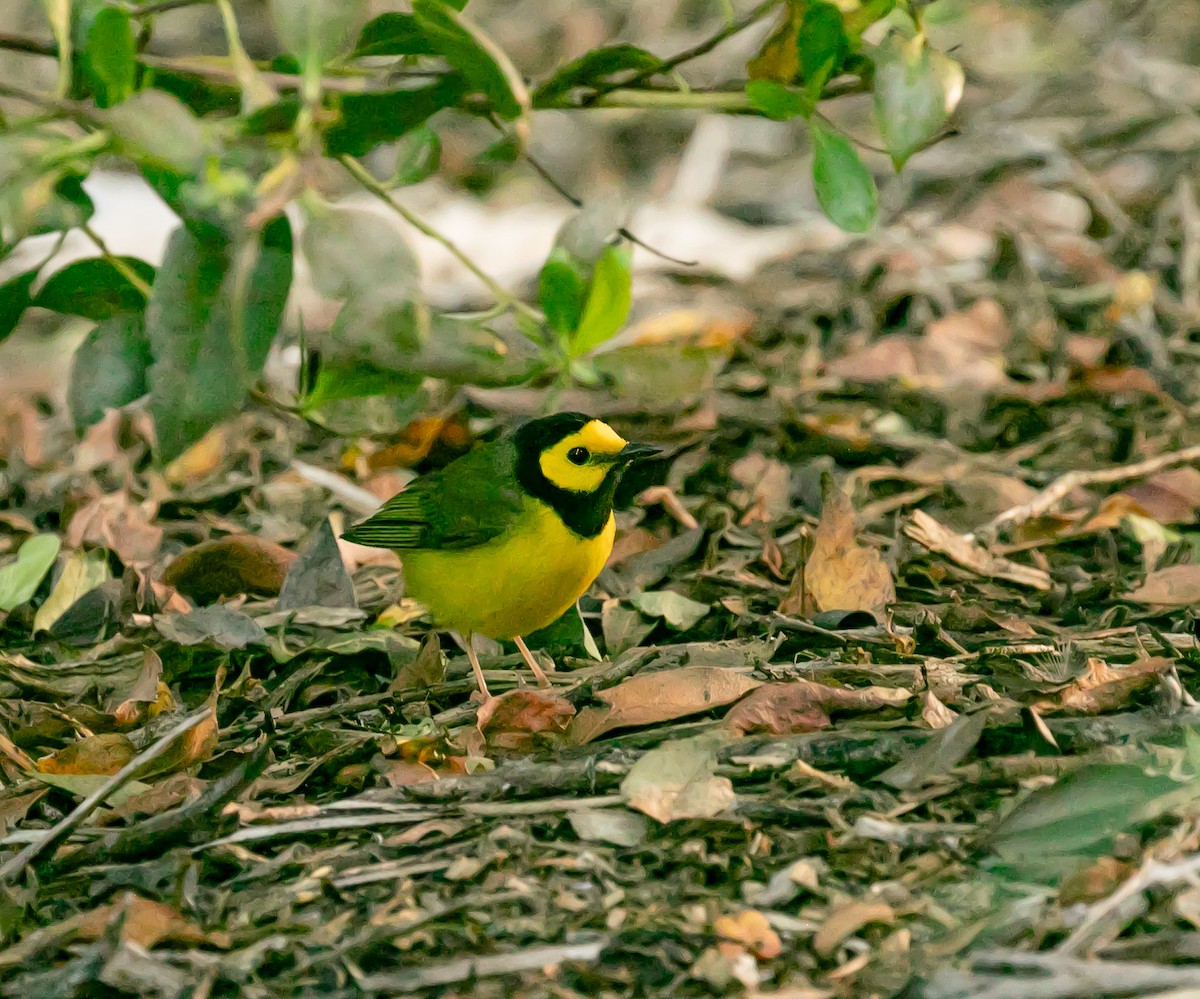 Hooded Warbler - Damon Haan