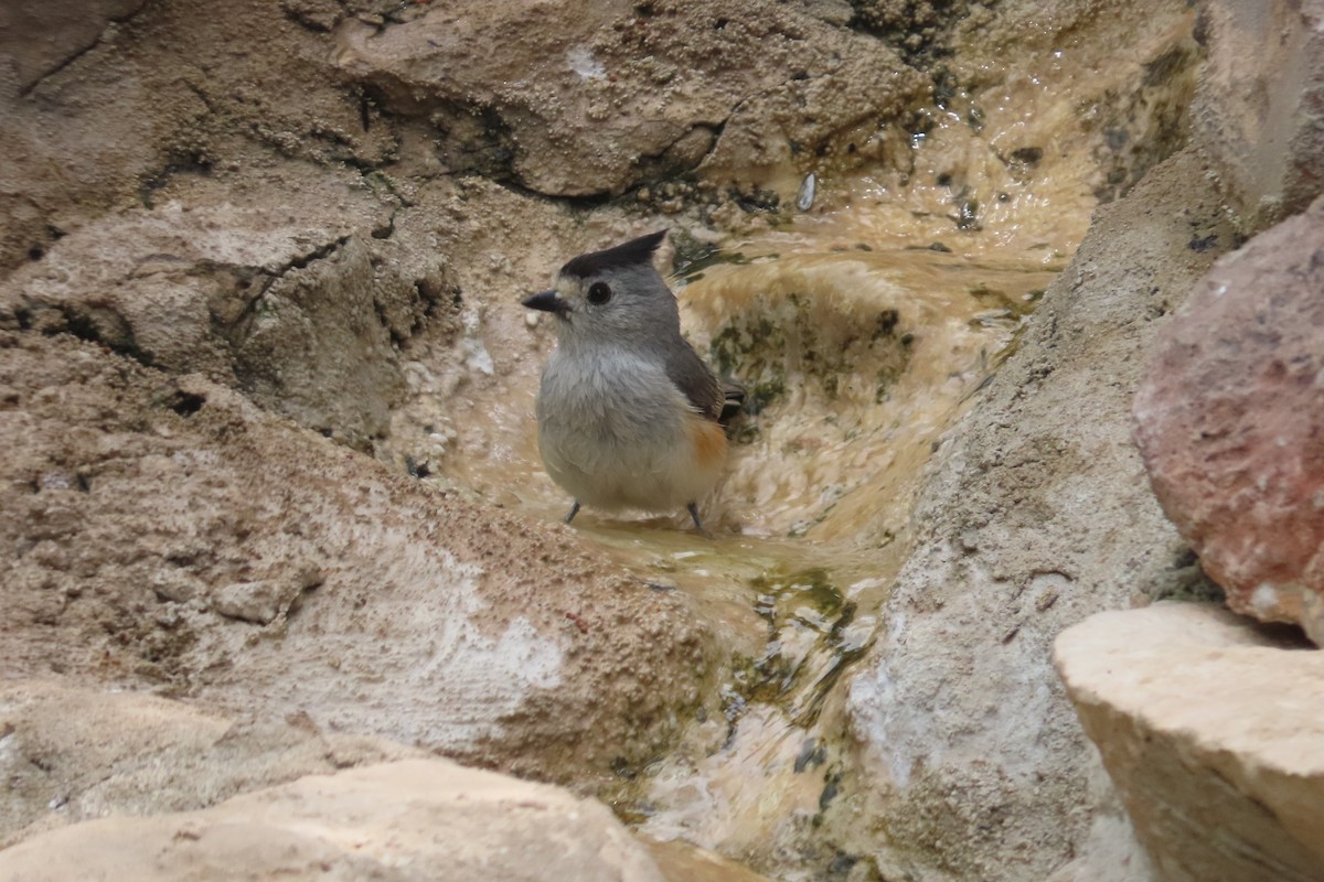 Black-crested Titmouse - David Brinkman