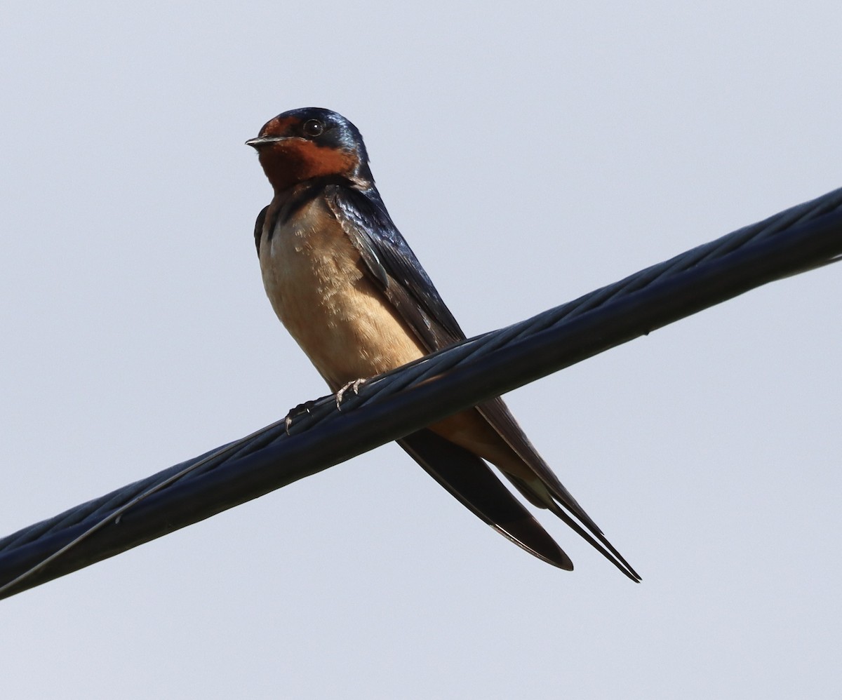 Barn Swallow - Mark Ross