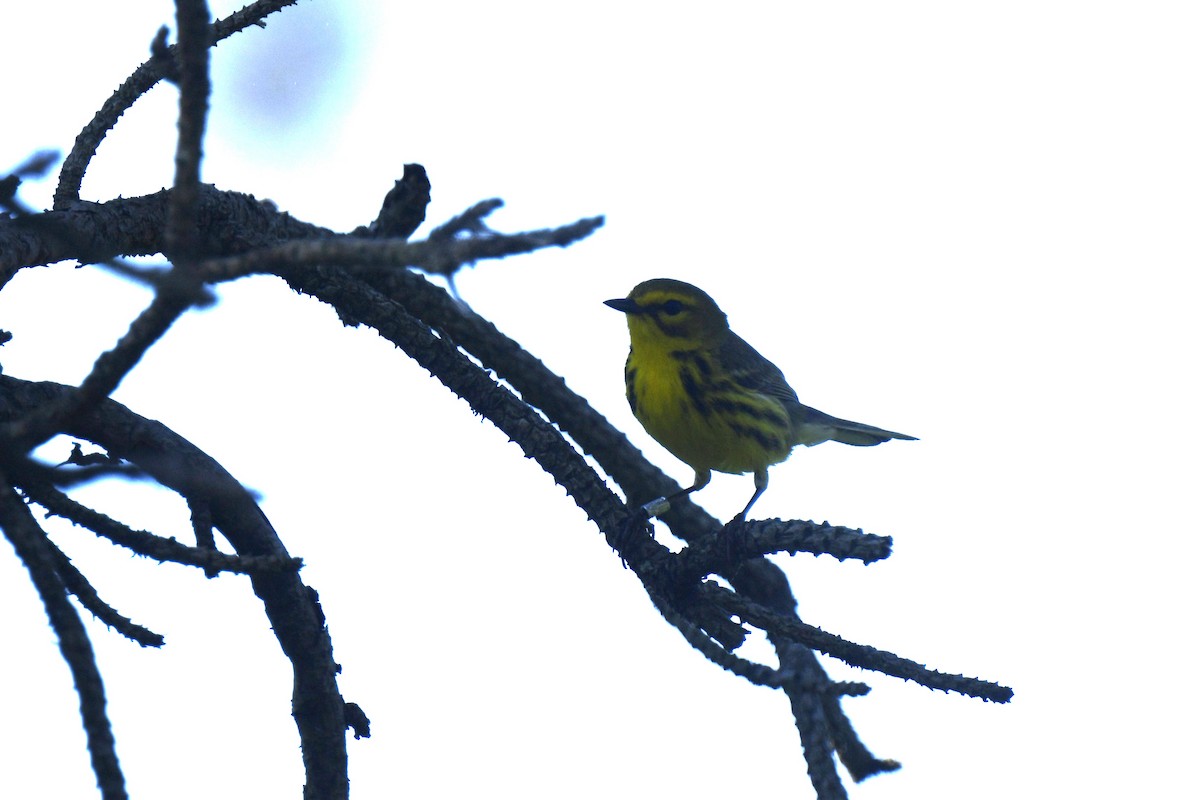 Prairie Warbler - Kazumi Ohira