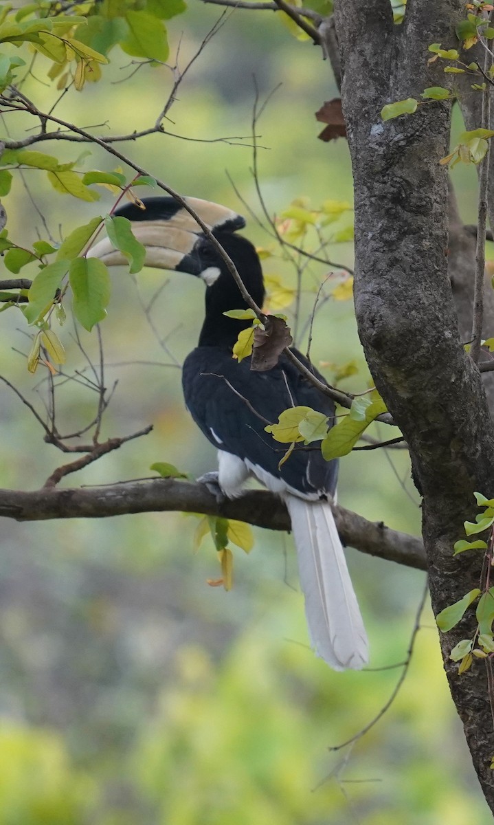 Malabar Pied-Hornbill - chaitanya maringanti