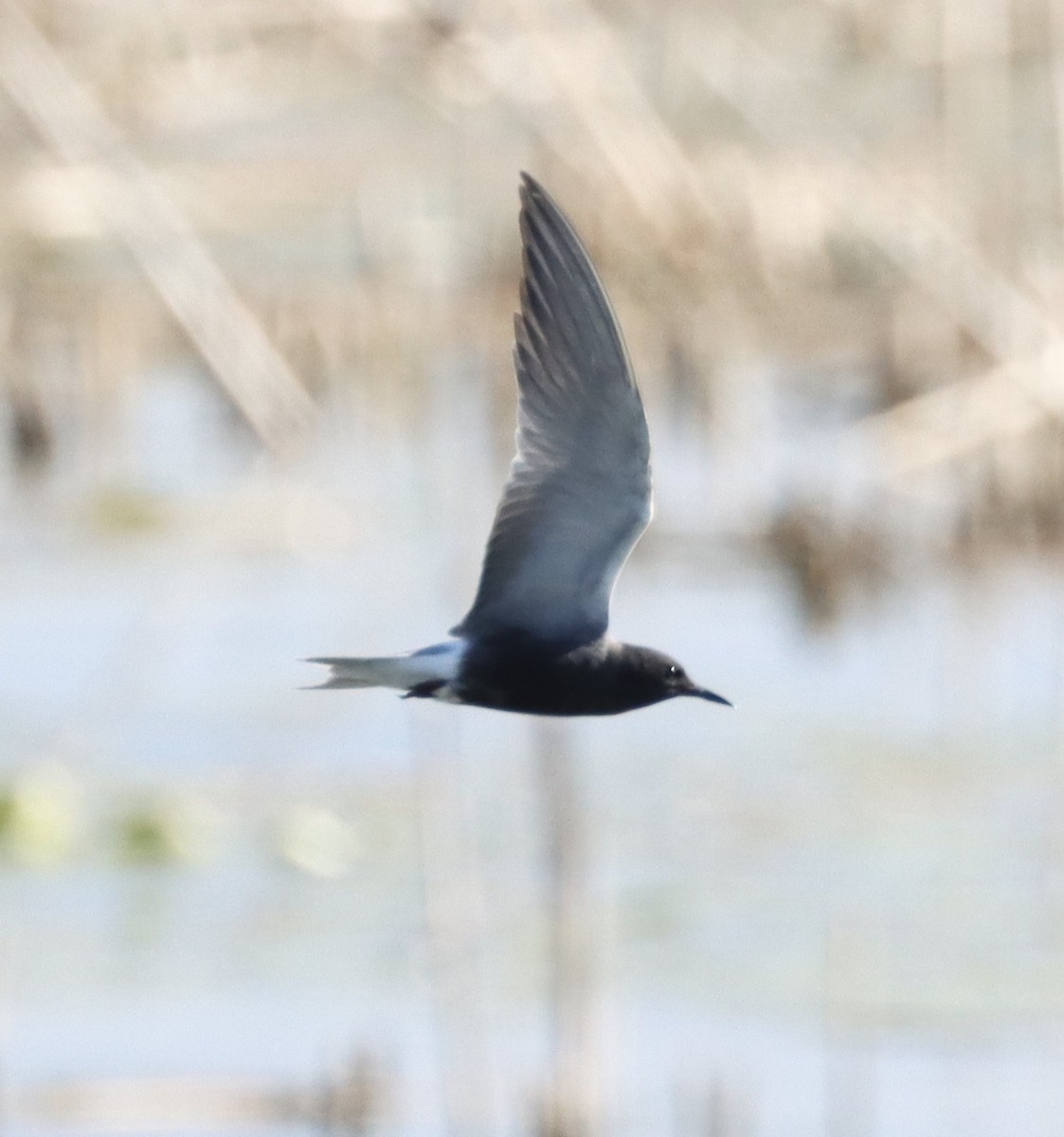 Black Tern - ML619443599