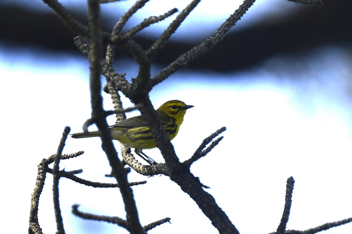 Prairie Warbler - Kazumi Ohira