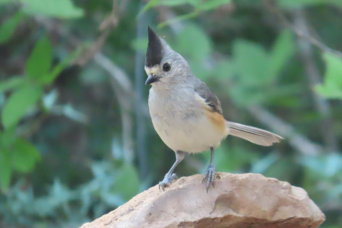 Black-crested Titmouse - David Brinkman