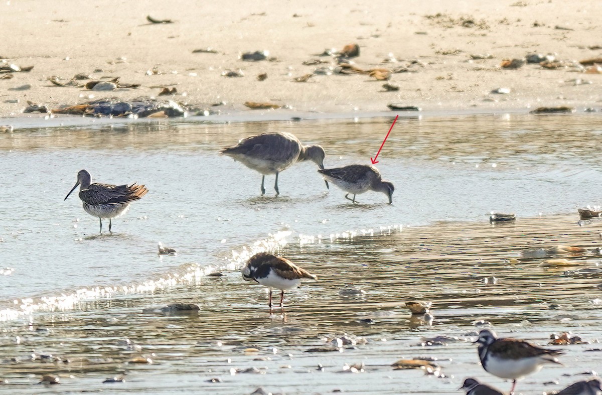Long-billed Dowitcher - ML619443611
