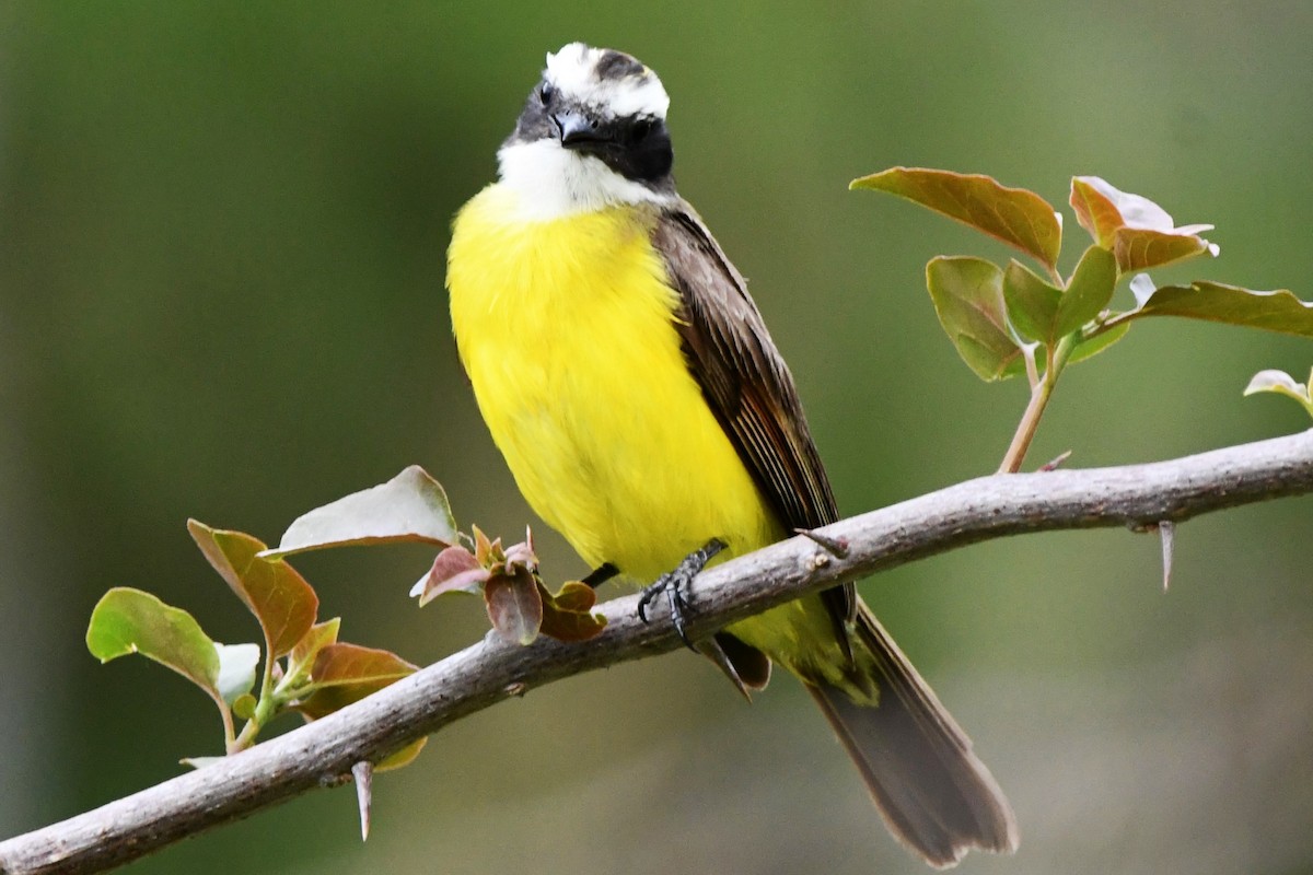 Rusty-margined Flycatcher - ML619443615