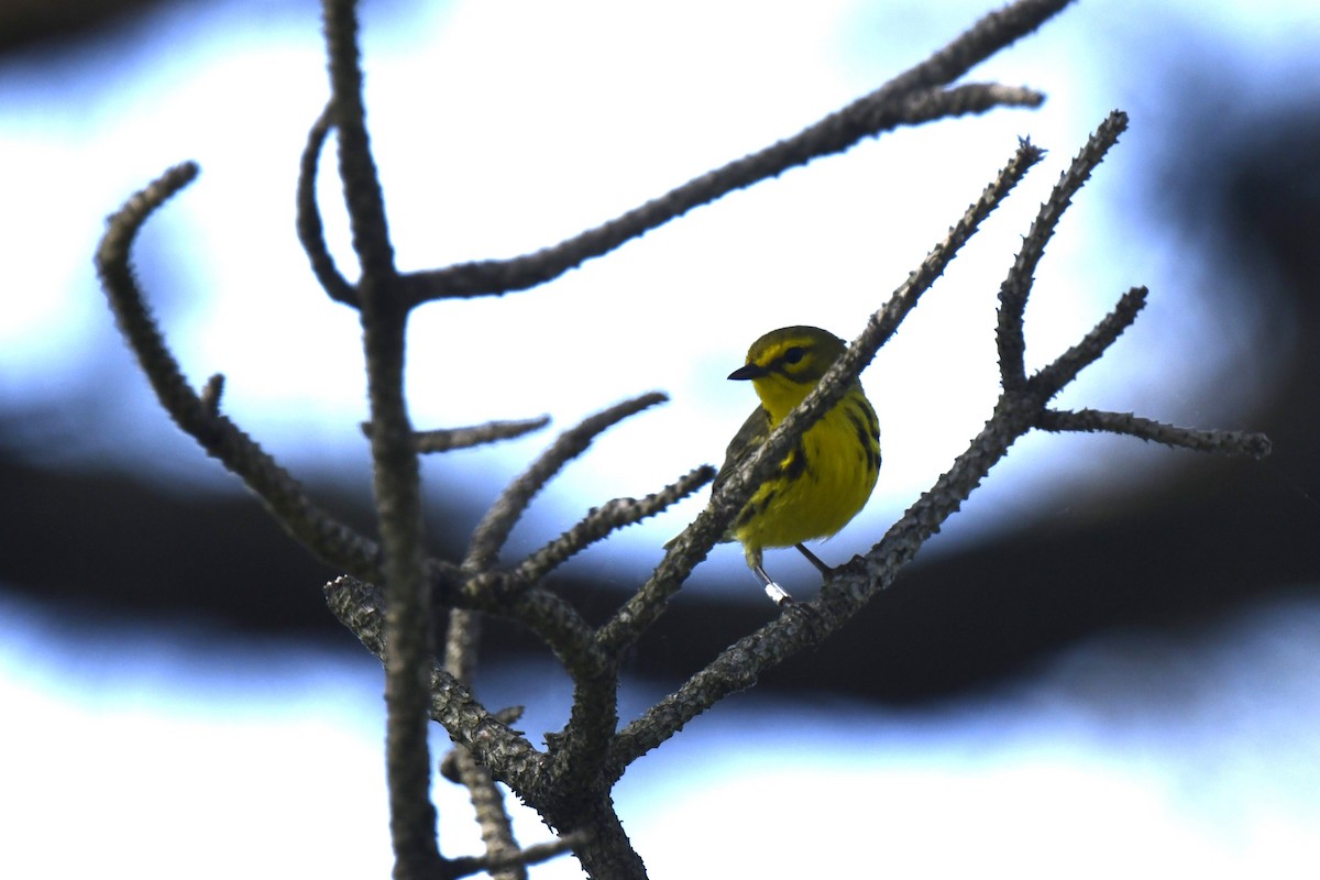 Prairie Warbler - Kazumi Ohira